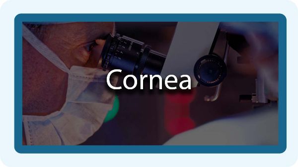 cornea