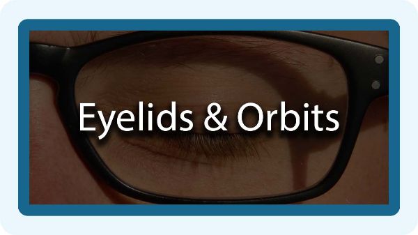 eyelids and orbits